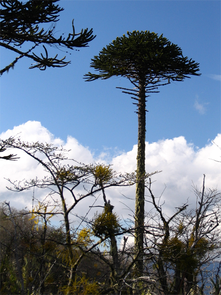 Араукария чилийская (Araucaria araucana)