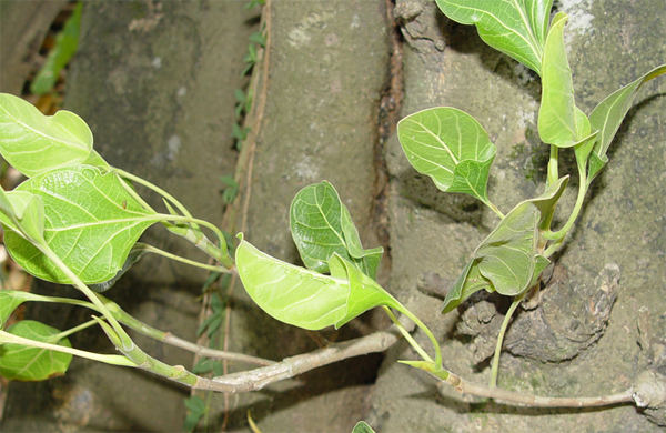 Фикус кришны (Ficus krishnae)