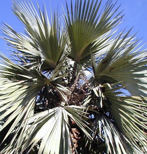      (Copernicia prunifera)