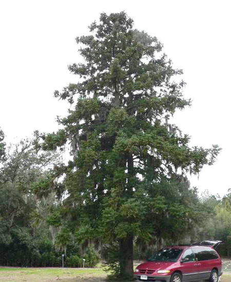 Куннингамия (Cunninghamia), род вечнозелёных хвойных деревьев семейства таксодиевых
