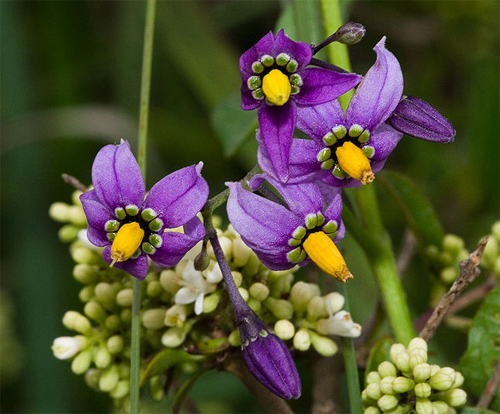   - (Solanum dulcamara)