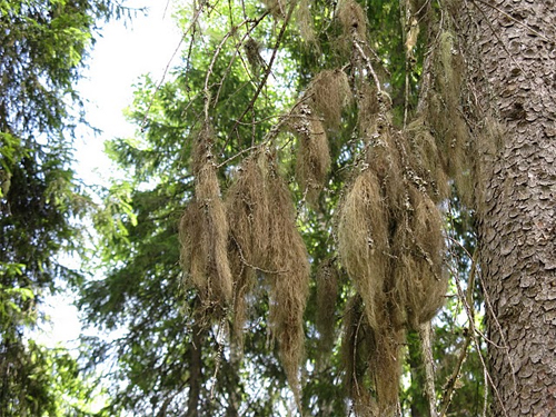Уснея бородатая (Usnea barbata) на ветках ели