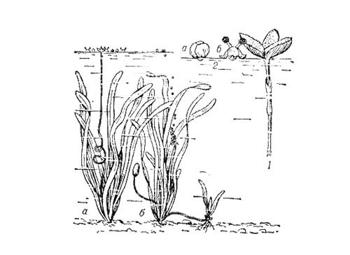 Валлиснерия: слева - женское (а) и мужское (б) растения; справа - опыление, происходящее на поверхности воды (1 - женский цветок, 2 - мужской цветок: а - нераскрывшийся, б - раскрывшийся).