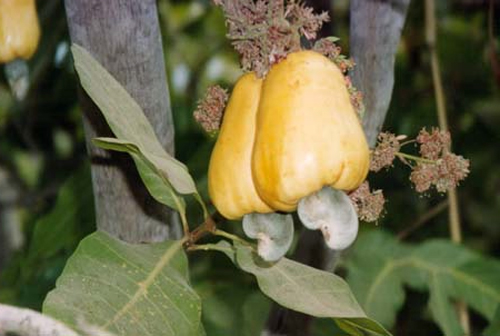     (Anacardium occidentale),    « »