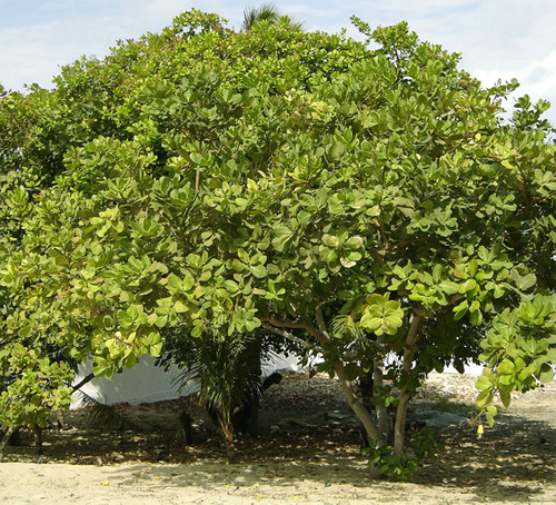 Дерево Анакардиум западный (Anacardium occidentale) в Бразилии, близ Форталезы