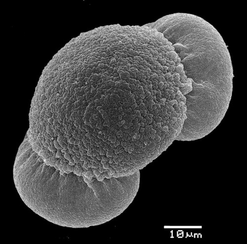Пыльцевое зерно сосны обыкновенной под сканирующим электронным микроскопом