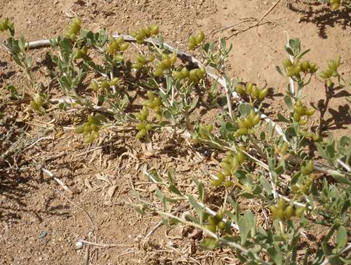 Селитрянка сибирская (Nitraria sibirica) из семейства Zygophyllaceae