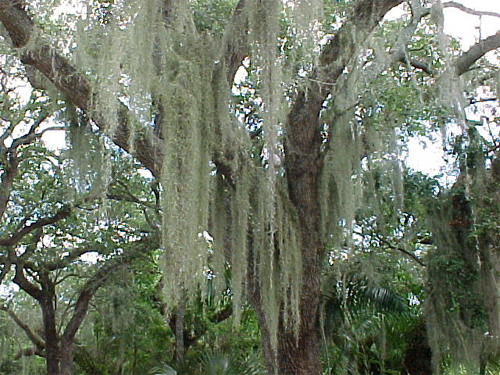     (Tillandsia usneoides)