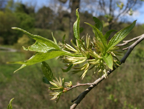   (Eucommia ulmoides)