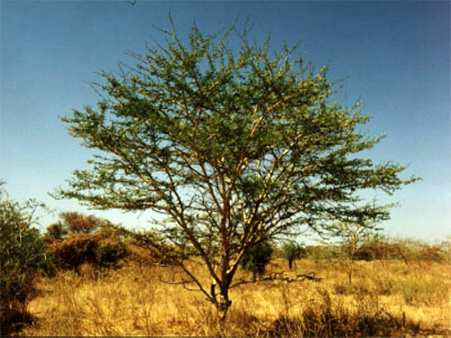   (Acacia senegal)