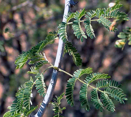   (Acacia senegal)