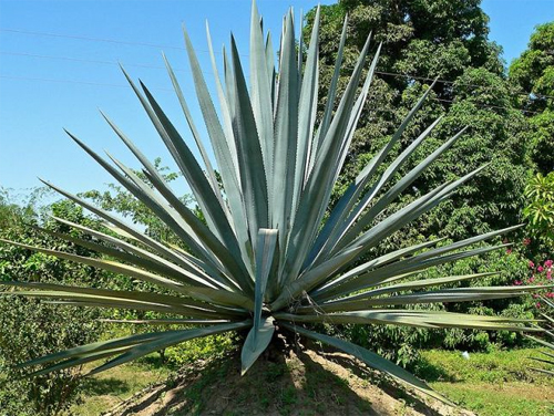     (Agave sisalana)