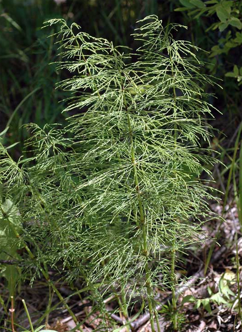 Хвощ лесной, (Equisetum sylvaticum)
