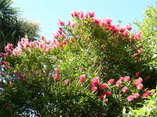   (Callistemon salignus)