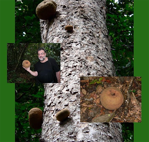 Нигерийское пуговичное дерево (Omphalocarpum procerum) достигающее в высоту 15 м, украшает свой ствол плодами, похожими на огромные пуговицы