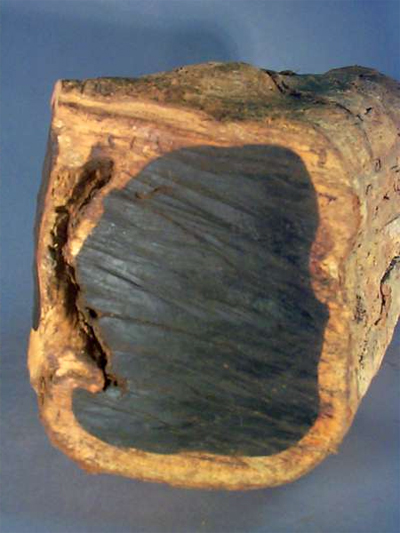 Спил ствола цейлонского эбенового дерева (Diospyros ebenum)