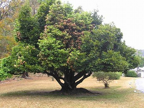 Хурма эбеновая, или Чёрное дерево Цейлона, или Цейлонское эбеновое дерево, или Чёрное эбеновое дерево (Diospyros ebenum)
