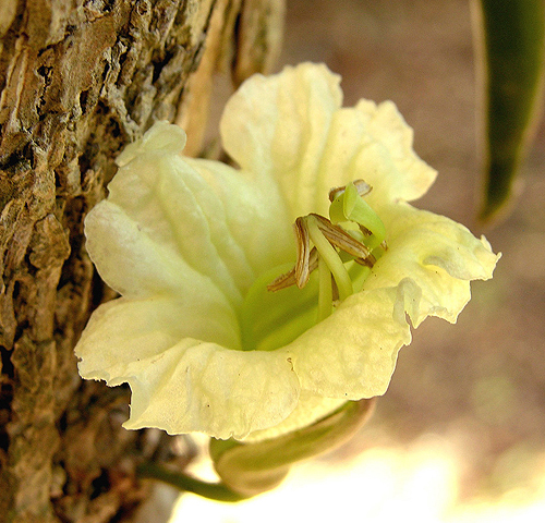 Цветок свечного дерева (Parmentiera cereifera)