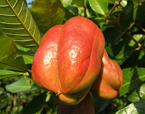 Нераскрывшийся плод Аки, или Блигии вкусной (лат. Blighia sapida) 