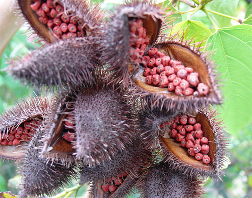 Раскрывшиеся плоды Биксы орельяна, или Аннато (Bixa orellana)