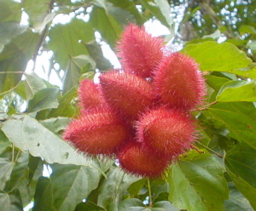 Нераскрывшиеся плоды Биксы орельяна, или Аннато (Bixa orellana)