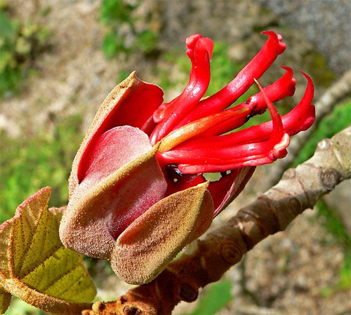  (Chiranthodendron pentadactylon)