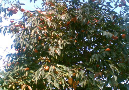   (Diospyros kaki)