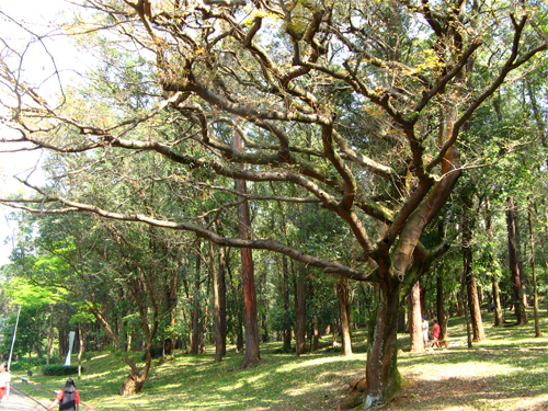 Дизельное дерево, или Керосиновое дерево (Copaifera langsdorffii) в парке Сан-Пауло, Бразилия