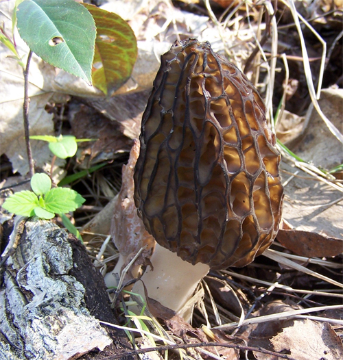  (Morchella)