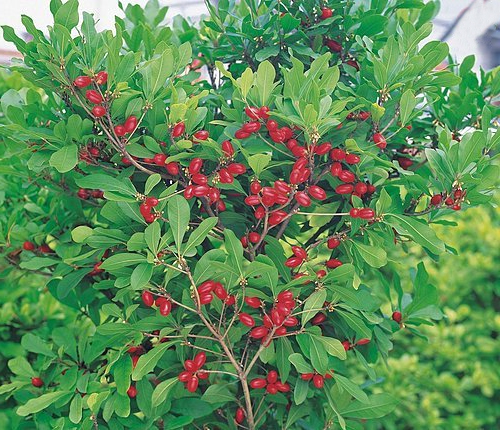 Synsepalum dulcificum