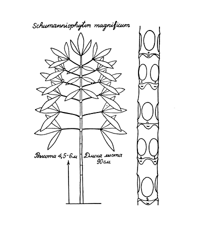 Задачное дерево (Schumanniophyton problematicum)