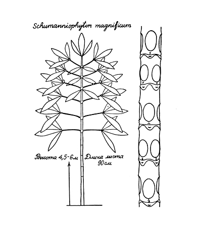   (Schumanniophyton problematicum)