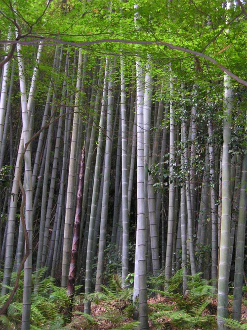  ,  Phyllostachys edulis    