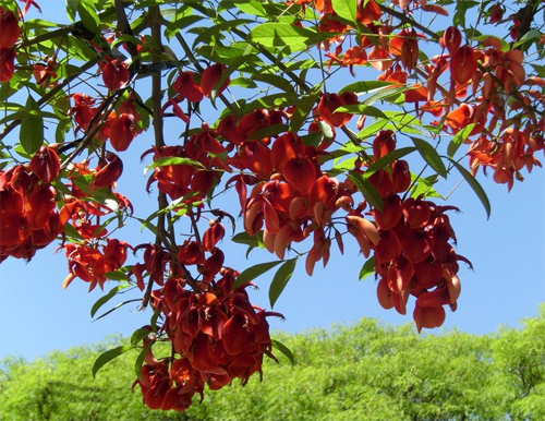 Цветение эритрины кафрской, или кораллового дерева (Erythrina corallodendron)