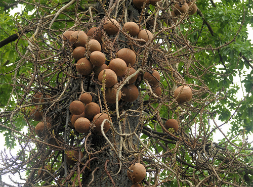 Плоды Курупиты гвианской (Couroupita guianensis)