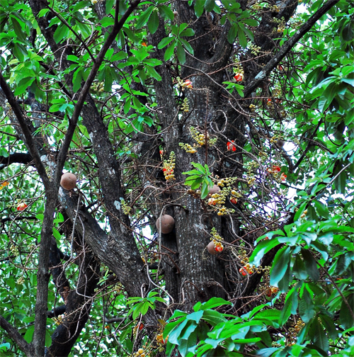 Цветущая Курупита гвианская (Couroupita guianensis)