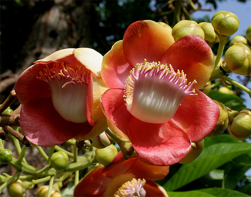    (Couroupita guianensis)