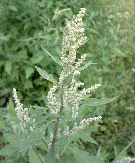  ,   (Chenopodium album)