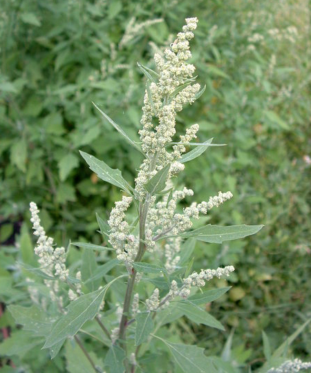  ,   (Chenopodium album)