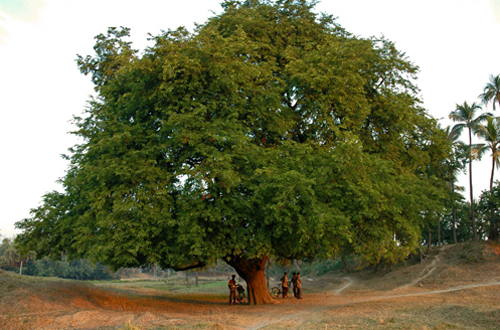 Тамаринд индийский, или Индийский финик (Tamarindus indica)