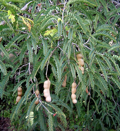 Тамаринд – вечнозеленое тропическое дерево семейства Бобовые – Fabaceae.