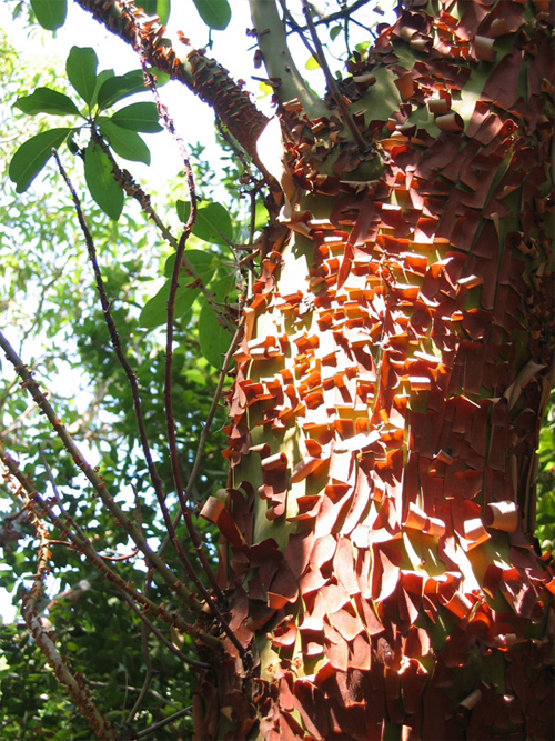 Отслаивание коры у земляничного дерева (Arbutus andrachne)