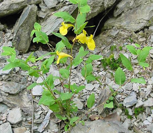   (Impatiens noli-tangere).   