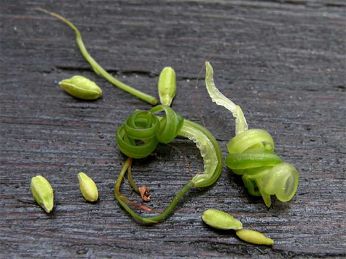     (Impatiens noli-tangere)