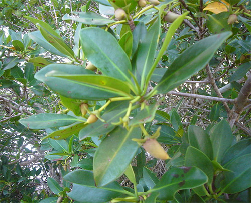 Листья и плоды Красного мангрового дерева, или Ризофоры мангле (лат. Rhizophora mangle)