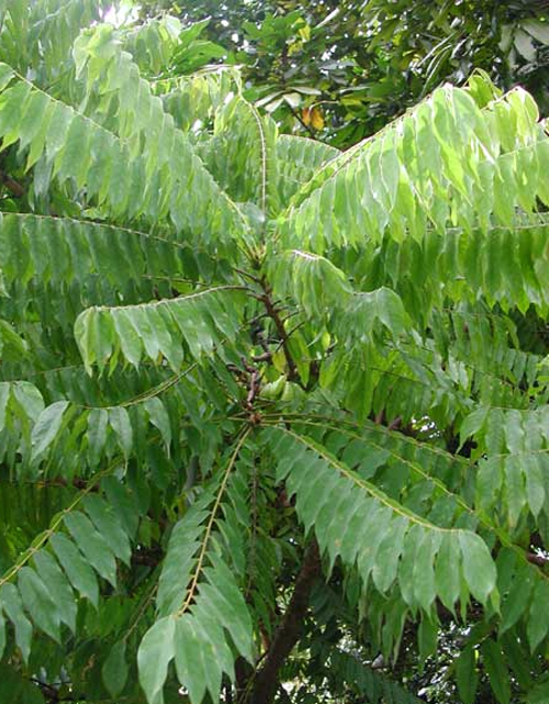 Листья и плоды Билимби, или Огуречное дерево (Averrhoa bilimbi)