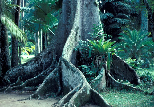 Досковидные корни сейбы (Ceiba pentandra)
