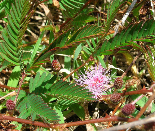   (Mimosa pudica)