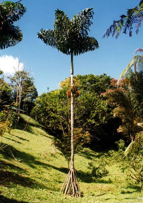 Бразильская пальма пашиуба (Iriartea exorrhiza)
