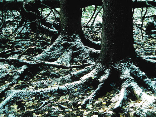 Змеевидные корни